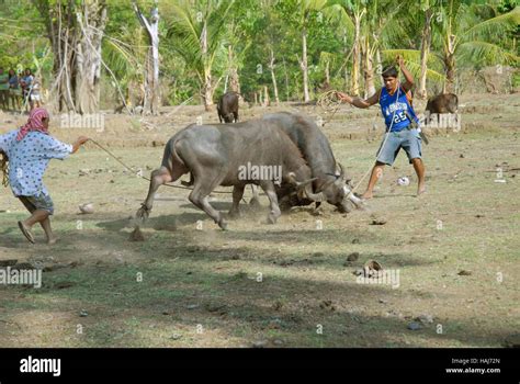 carabao fighting in philippines|How how the carabao! .